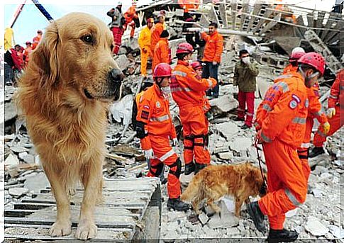 Rubble rescue dog