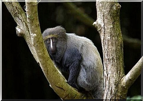 The owl-faced monkey: characteristics and habitat