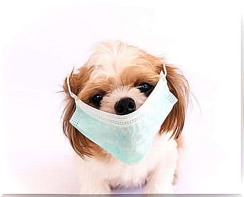 The most contagious canine diseases