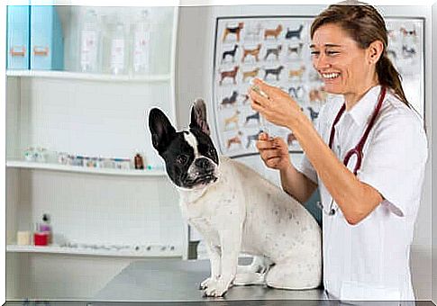 Vaccinations for dogs