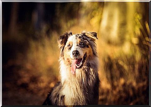 Australian shepherd among the most famous animals on Instagram