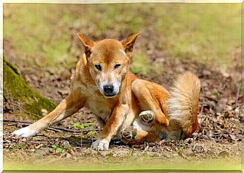 The New Guinea singing dog did not go extinct