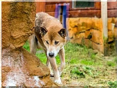 Singing dog in an area inhabited by humans.