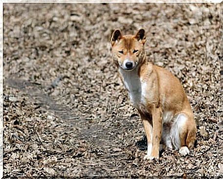 Singing dog sitting.