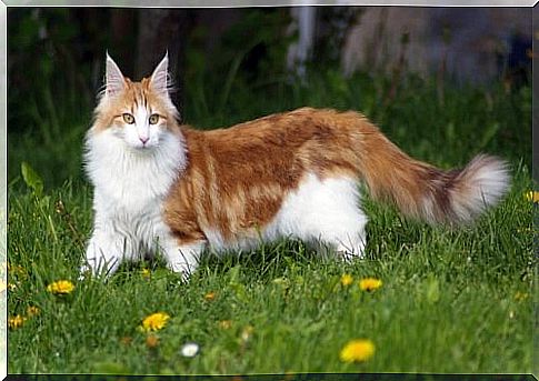 The Norwegian Forest Cat, a favorite of the Vikings