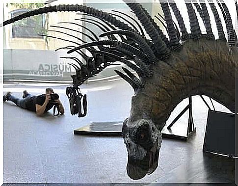 Scheletro di un Bajadasaurus pronuspinax esposto in un museo.