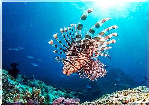 The scorpion fish: a new inhabitant of the Mediterranean Sea