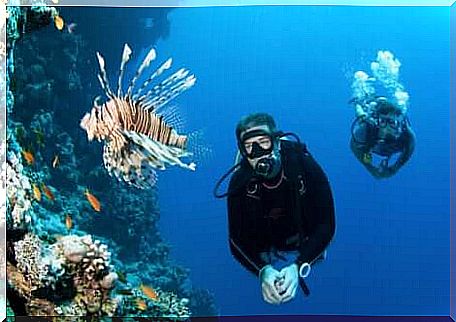 Two divers swim in the seabed with the scorpion fish.