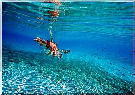 Scorpion fish swims in the waters of the Mediterranean.