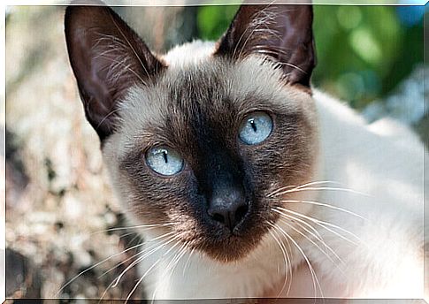 The Siamese, a very elegant cat