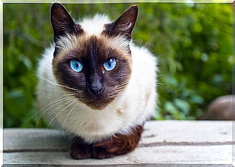 The Siamese breed and its variants