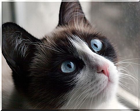 siamese cat 2