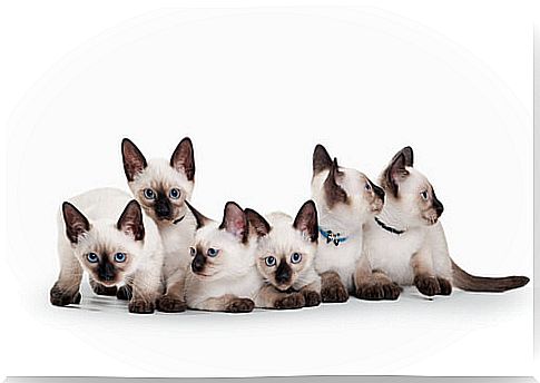 Siamese cats 3