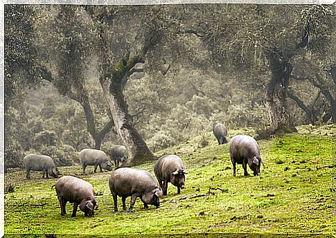 The Spanish Dehesa, an ecosystem rich in biodiversity