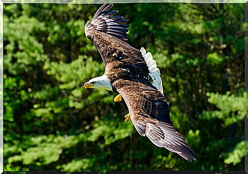 Gliding flight of the golden eagle