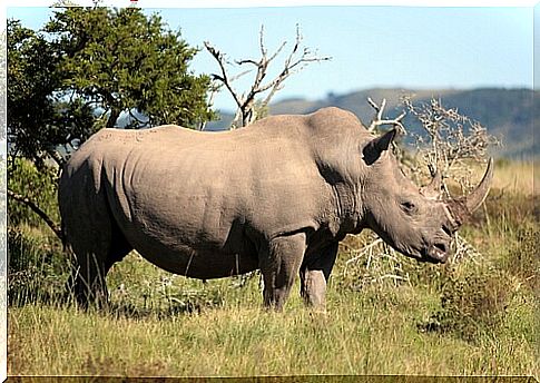 a male rhino controls his territory in Africa