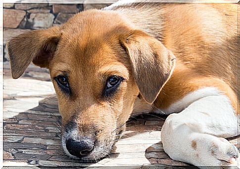 The wisdom of a street dog