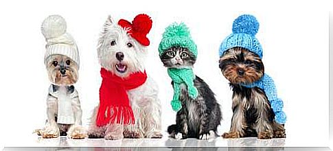 Pets with hat and scarf.