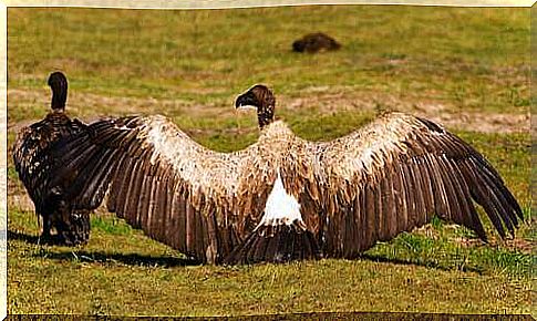 Vulture with open wings.