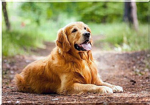 Adult golden retriever lying down with his tongue out