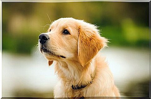 Golden retriever puppy