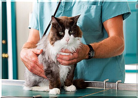 Tips for taking a cat to the vet