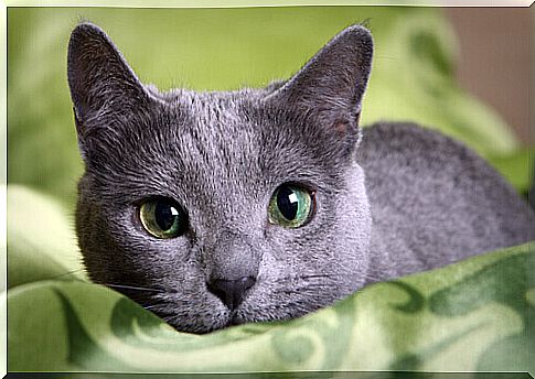 Russian Blue cat breed