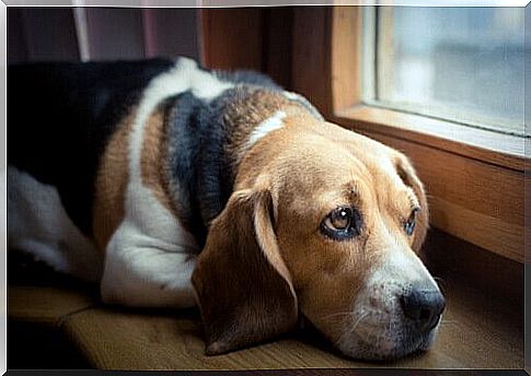 Stressed dog looks out the window