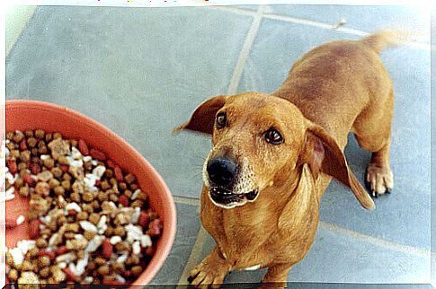 dog looks at bowl of treats