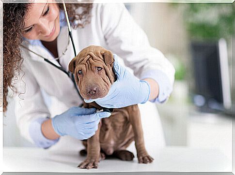 shar pei dal veterinario 