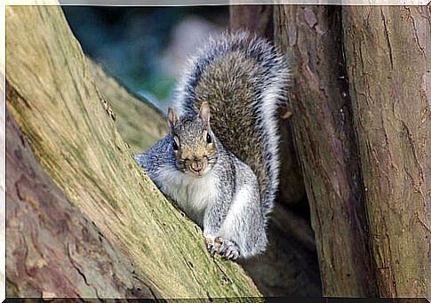 Types of squirrels: characteristics and differences