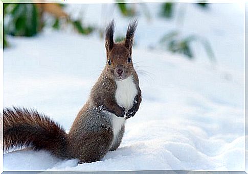 a red squirrel on the snow