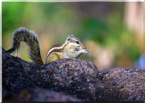 a chipmunk type squirrel on a branch