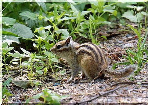 a Siberian squirrel seen in profile