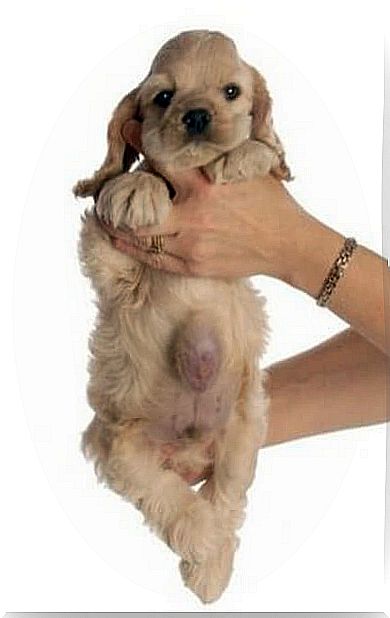 Umbilical hernia in puppies