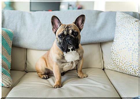 French Bulldog, one of the small dogs, on the sofa.