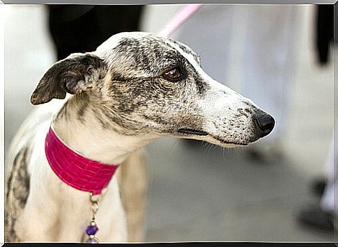 Spanish greyhound