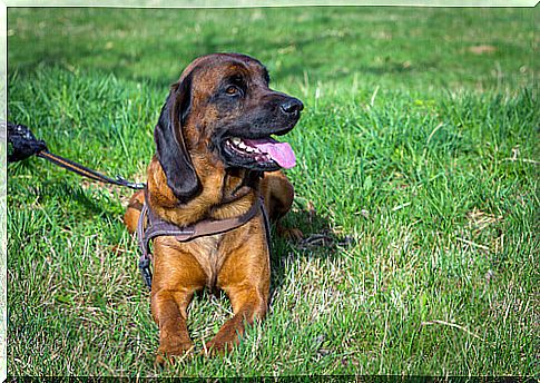 dog with brown harness lying down