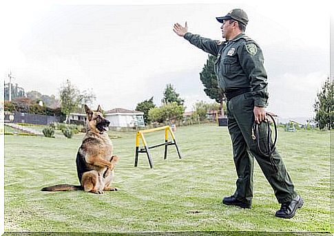 police dog being trained 