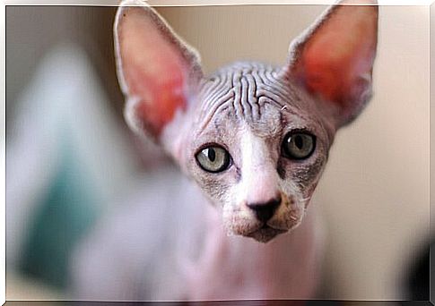 What are the special care of the hairless Egyptian cat?