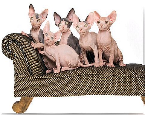 five Egyptian hairless cats on the sofa