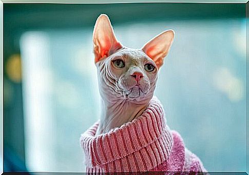 Egyptian cat with sweater