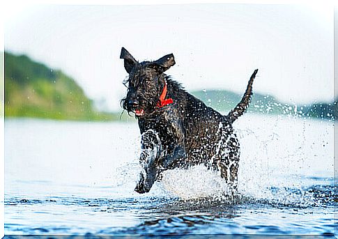 What are the sportiest dog breeds?