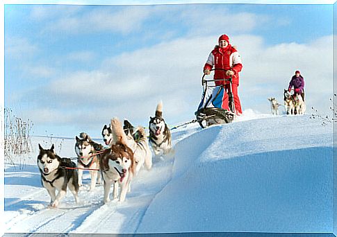 huskies pull sled on snow