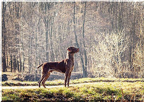 pointer in the woods