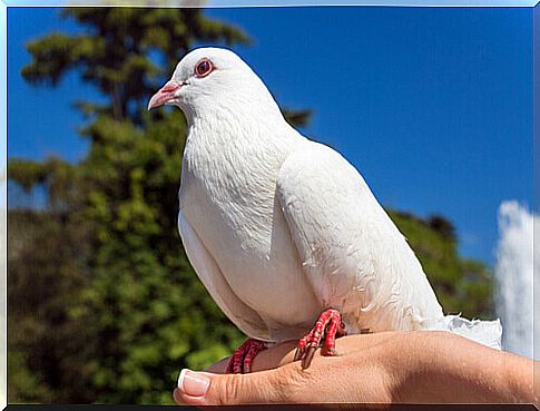 messenger dove