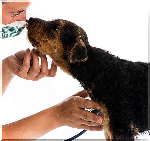 dog-veterinarian