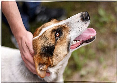 Holland country without stray dogs