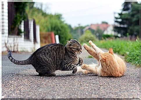 cats-quarrel