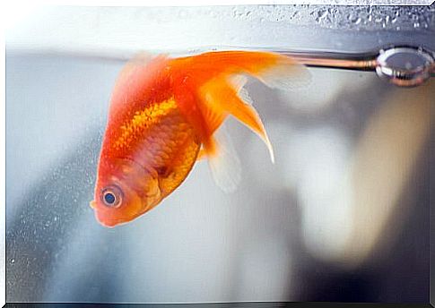 Swim bladder disease in fish